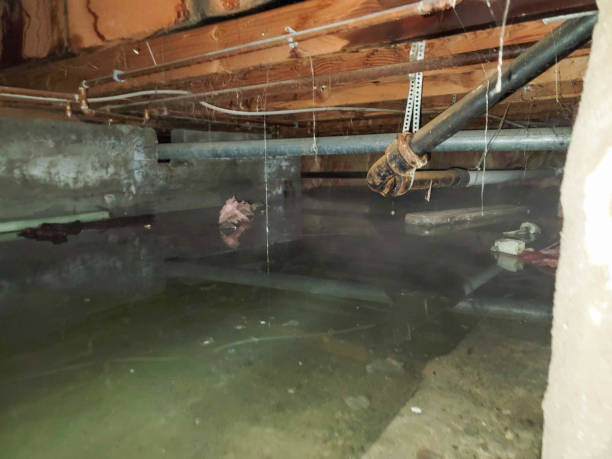 Best Water damage cleanup near me  in Garden Grove, FL