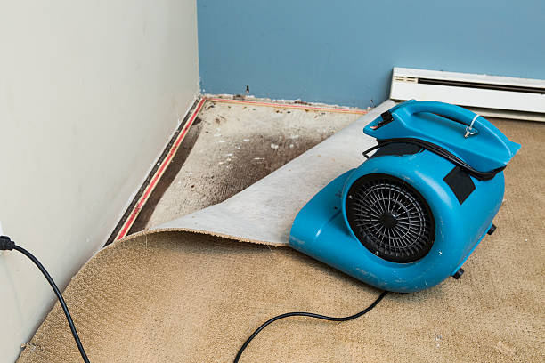 Best Mold removal after water damage  in Garden Grove, FL